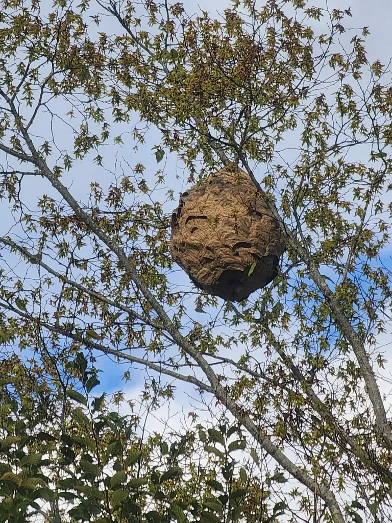 nid de frelon tulle  dordogne correze brive